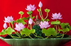 Hoa Sen